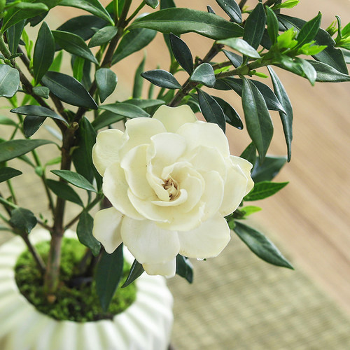 小叶栀子花盆栽开花植物室内桌面茶几好养花卉绿植办公室净化空气 - 图2