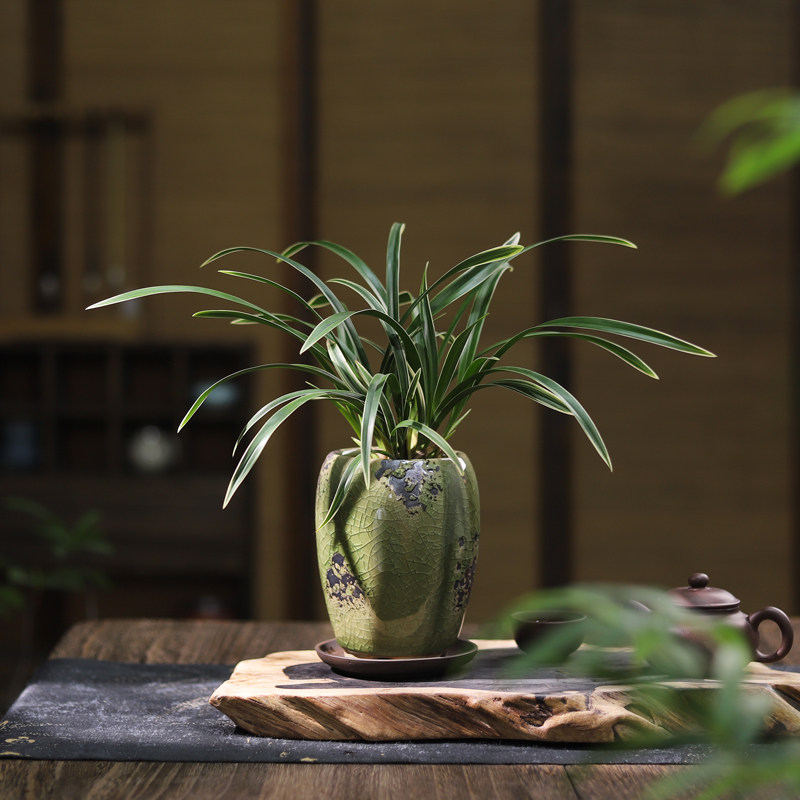 帝王妃兰花建兰年宵花卉盆景办公室内桌面四季常青绿植物好养盆栽,淘宝优惠券,粉丝福利购,淘宝优惠卷