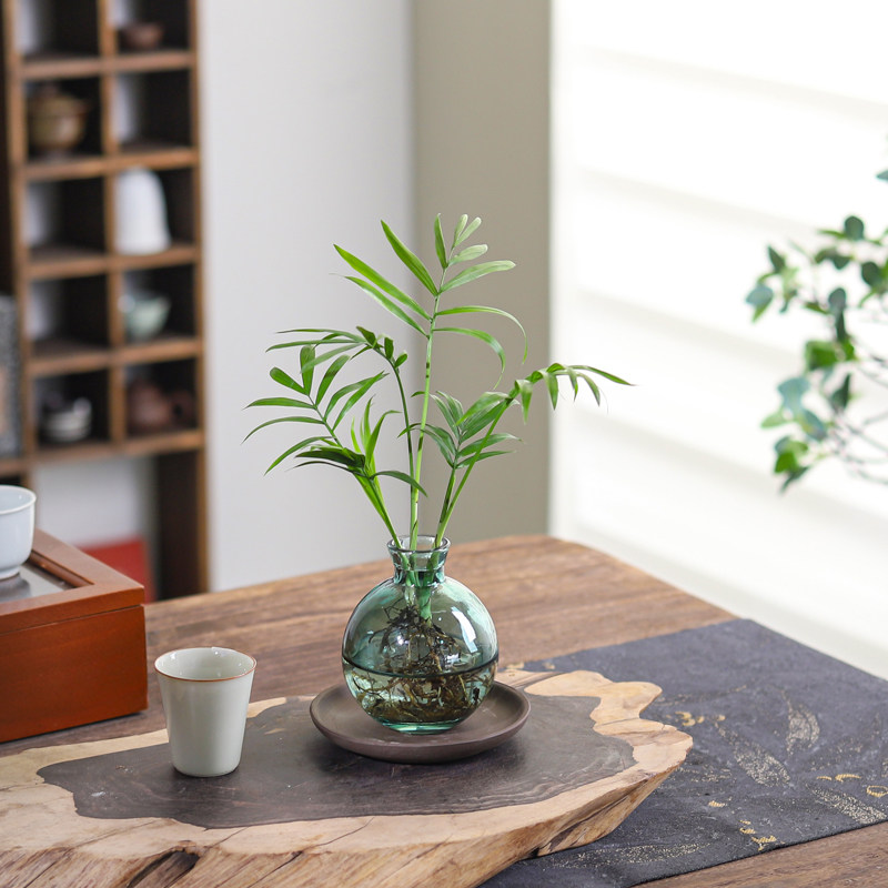 水培植物发财树室内净化空气小盼菩提四季好养绿萝客厅花卉绿植,淘宝优惠券,粉丝福利购,淘宝优惠卷