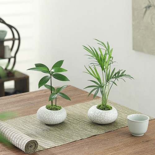 吉利红迷你苔藓球盆栽室内桌面绿植花卉四季水培好养植物净化空气 - 图1