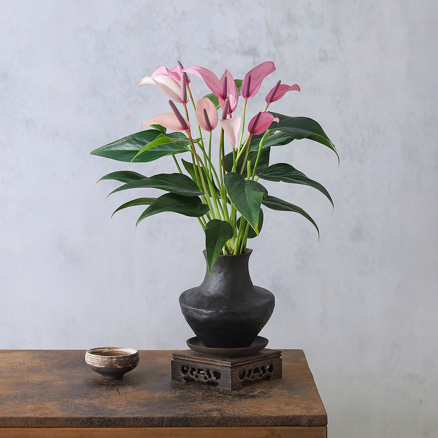 紫掌齐祖盆栽书房室内客厅花卉好养水培一帆风顺红掌四季常青绿植,淘宝优惠券,粉丝福利购,淘宝优惠卷