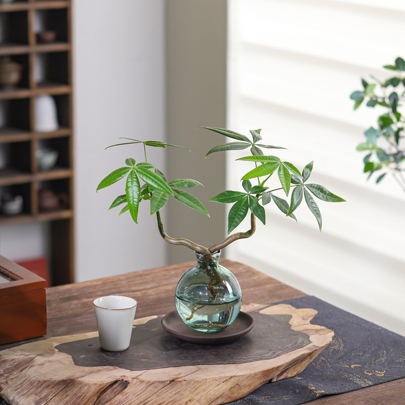 水培植物发财树室内净化空气小盼菩提四季好养绿萝客厅花卉绿植,淘宝优惠券,粉丝福利购,淘宝优惠卷