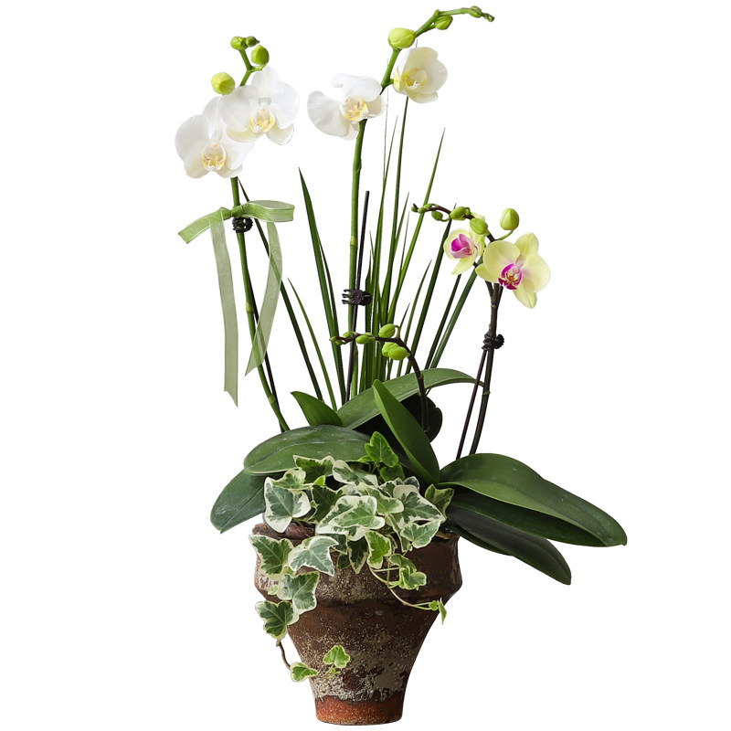 蝴蝶兰盆栽室内带花苞绿植办公室工位花卉懒人四季好养活花卉盆景,淘宝优惠券,粉丝福利购,淘宝优惠卷