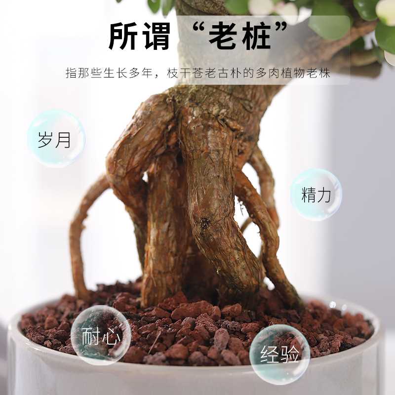 浮根金枝玉叶盆栽多肉植物稀有品种多肉老桩造型大颗好养肉肉盆景 - 图0