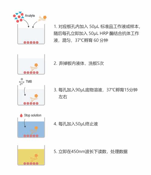 Elabscience® QuicKey Pro-鸡雌三醇 酶联免疫吸附测定试剂盒 - 图3