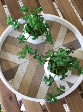 厂家现货供应仿真花束 手感多肉香菜叶 家居装饰塑料绿植铜钱草