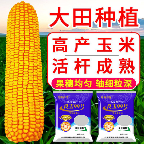 高产玉米种子登海良玉99第六代抗旱耐涝耐高温抗倒伏红轴脱水快 - 图2