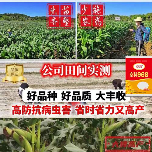 正品高产玉米种子矮杆大棒耐高温正品原装京科968抗病耐涝南北方 - 图2