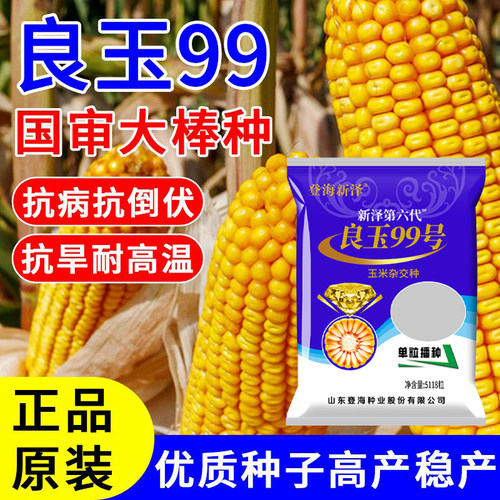 高产玉米种子登海良玉99第六代抗旱耐涝耐高温抗倒伏红轴脱水快 - 图0