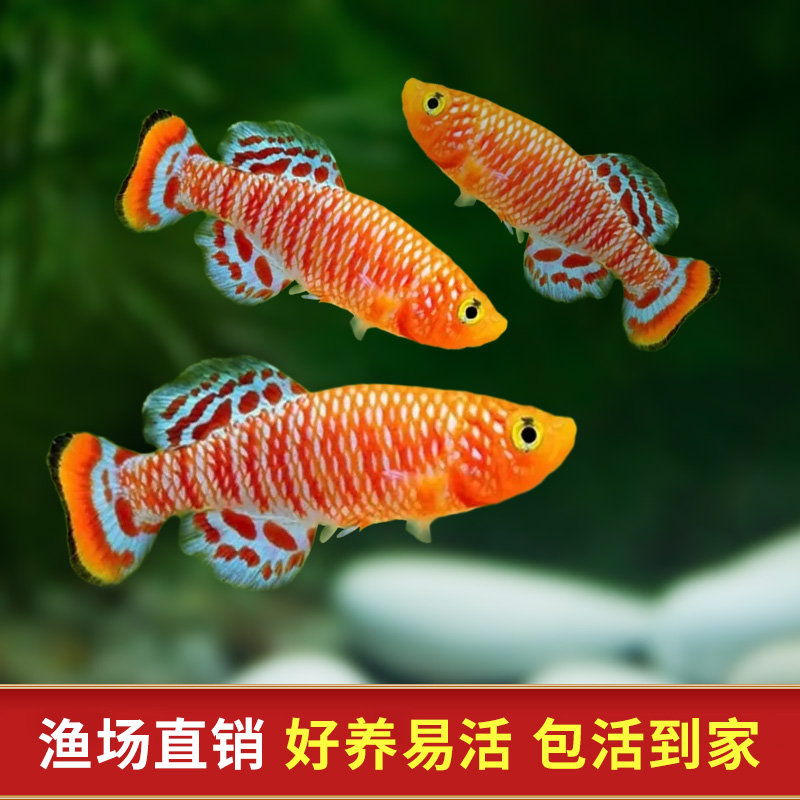 漂亮宝贝鳉漂亮的宝贝鱼贡氏圆尾鳉科鱼热带观赏鱼淡水小型鱼活体