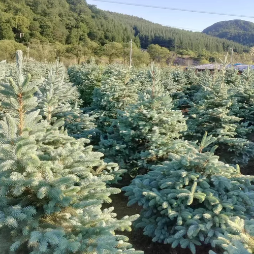 美国蓝杉科罗拉多蓝杉花园庭院别墅花镜植物圣诞树真树蓝杉树苗 - 图1