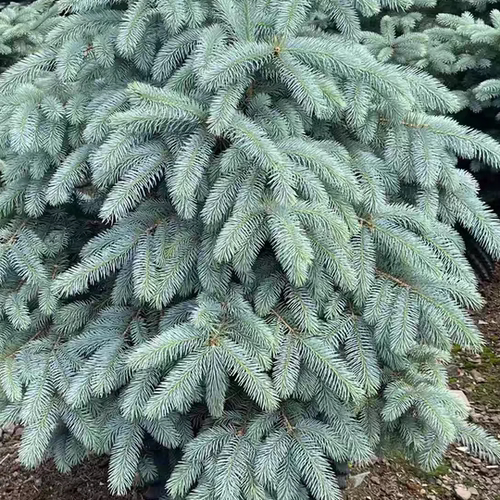 美国蓝杉科罗拉多蓝杉花园庭院别墅花镜植物圣诞树真树蓝杉树苗 - 图2