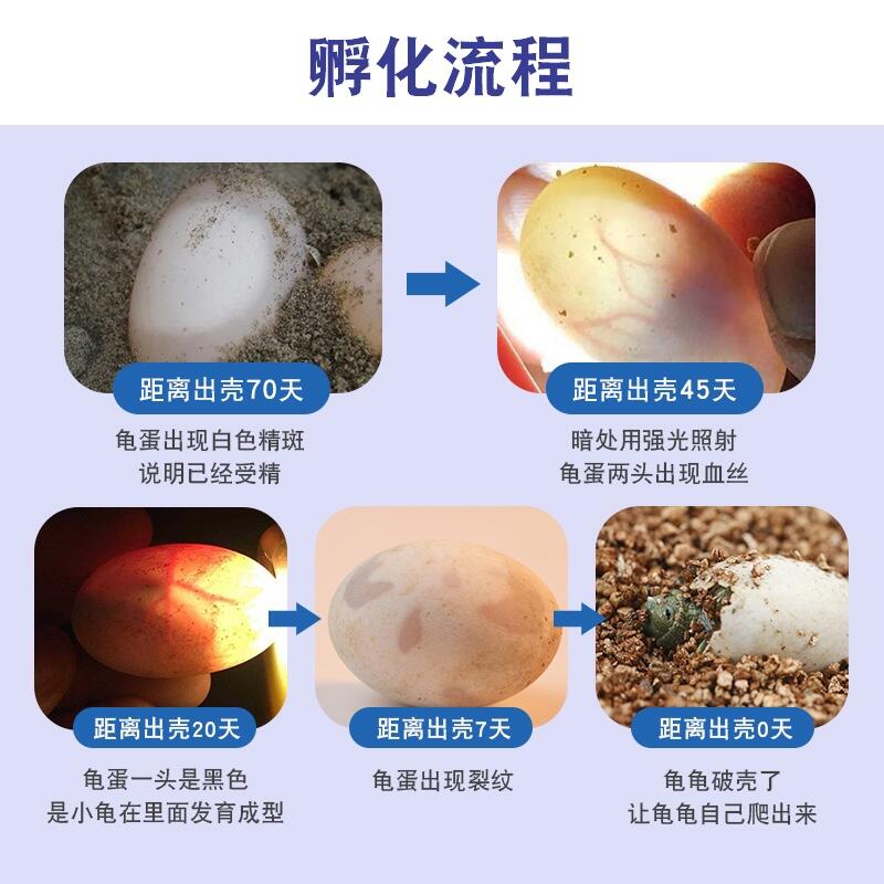 网红爆款好玩的2023年新出的玩具男童黑科技男孩10岁以上女孩男生 - 图2