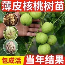 Walnut tree fruit sapling fruit tree marry Miao tree Xiangling 8518 Wen playing South planting slim shell paper skin walnut sapling