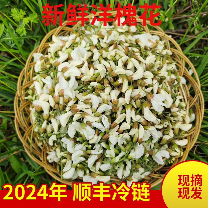 洋槐花新鲜河南槐花新鲜2024杨槐花野生花骨朵槐米当季野菜顺丰 - 图0