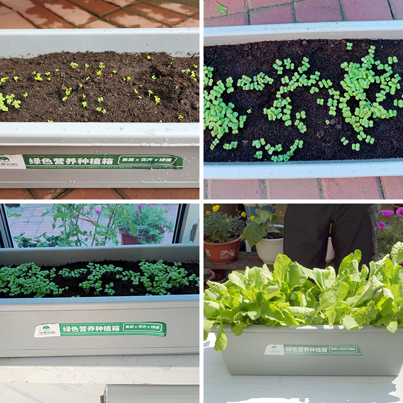 作物奇遇记种菜专用室内外绿色营养种植箱阳台种植白菜生菜蔬菜