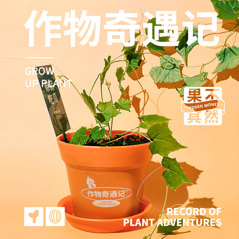 作物奇遇记植物盲盒办公室绿植桌面创意礼物卧室种植小盆新年礼物