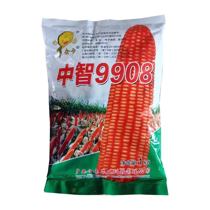 中智9908广西金卡杂交玉米种子硬粒耐旱适应坡地种植高产抗倒伏 - 图3