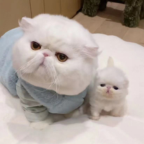 Pure type Garfy cat Persian cat short footed cat cub kitty cat pets alive young cat kitty cat cub cat living things