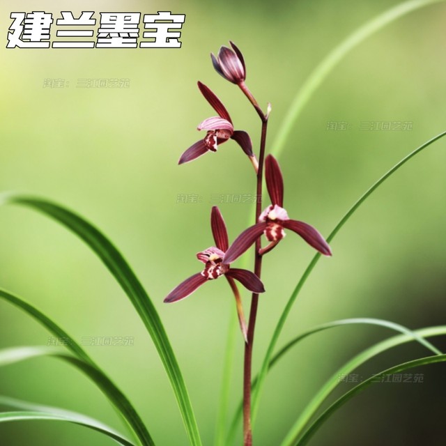 Jianlan Mobao Twilight Mountain Zi Guifei drunken fragrance is easy to nourish