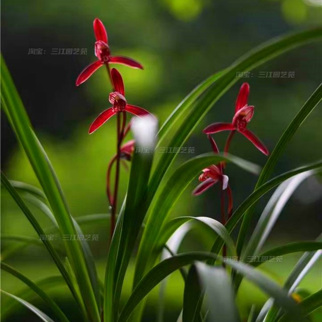 Jianlan Mobao Twilight Mountain Zi Guifei drunken fragrance is easy to nourish