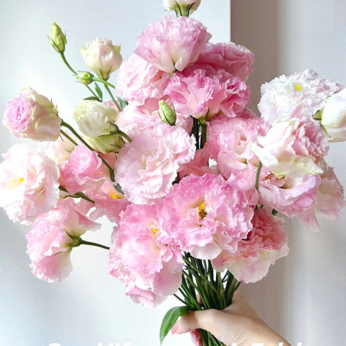 洋桔梗鲜花基地直发桔梗鲜花百合花玫瑰花家用插花 - 图0