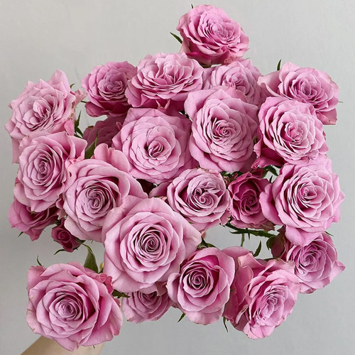 多头泡泡玫瑰基地直发玫瑰鲜花百合花家用插花鲜切花束 - 图1