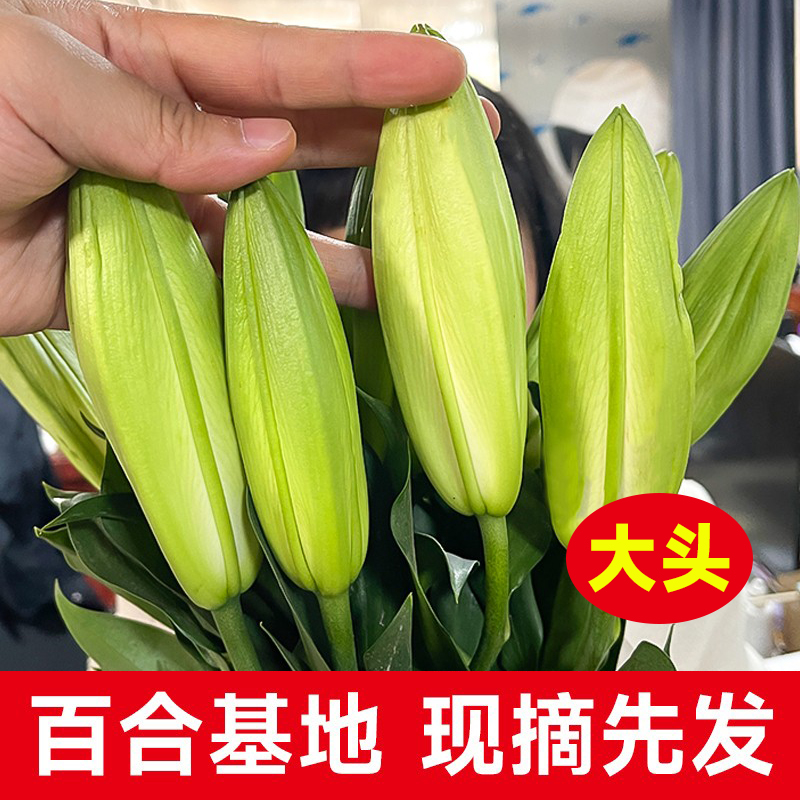 香水百合花鲜花云南直发鲜切花直批水养插花鲜花速递同城-图0