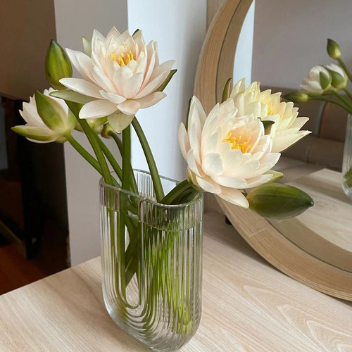 云南睡莲鲜花直批直发向日葵百合花束同城速递室内水养插花 - 图2