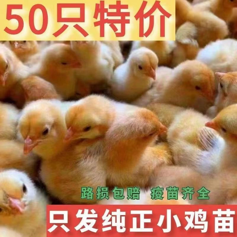 小鸡活苗鸡苗鸡活苗三黄鸡苗土鸡活苗小鸡苗活五黑鸡苗小鸡苗宠物,淘宝优惠券,粉丝福利购,淘宝优惠卷