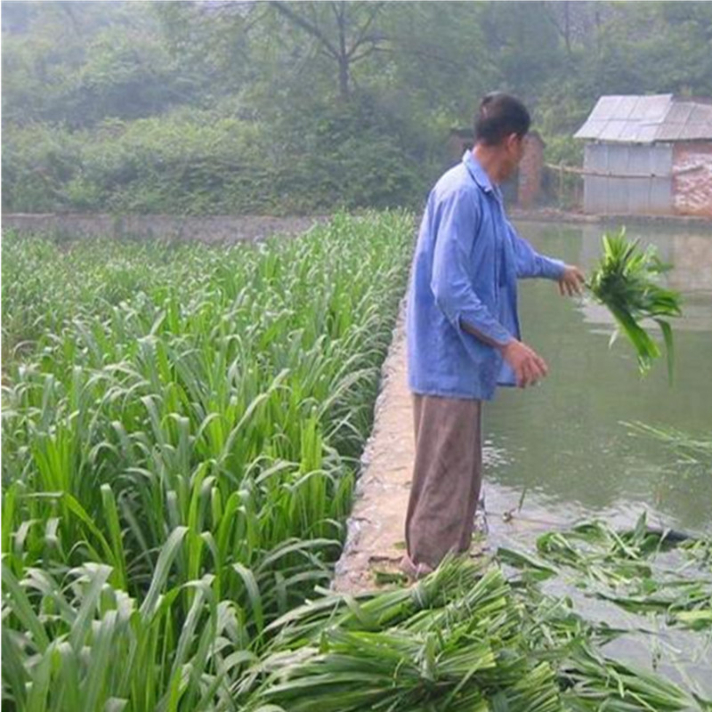 苏丹草草籽高产牧草种子高丹王草种籽养殖鸡鹅牛羊草鱼草种籽四季