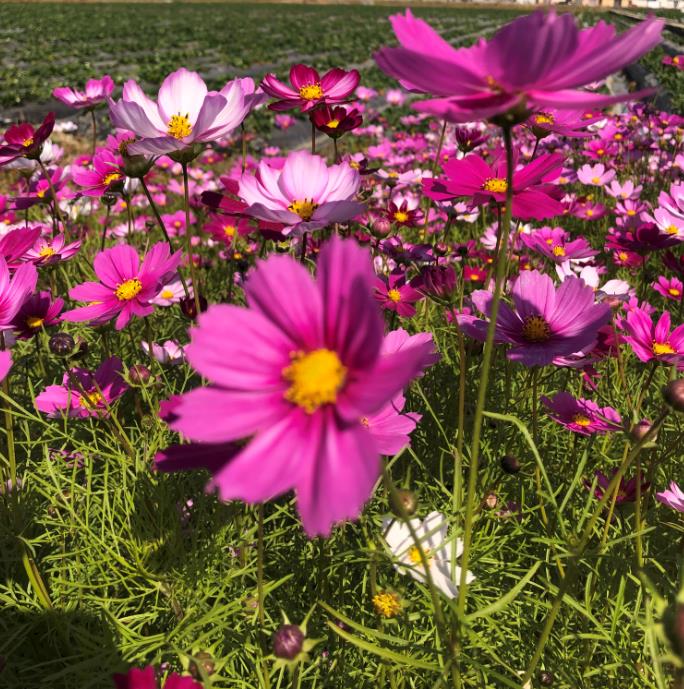 野花组合花种子百日草花种籽子四季播种开花矢车菊花籽太阳花种孑 - 图0