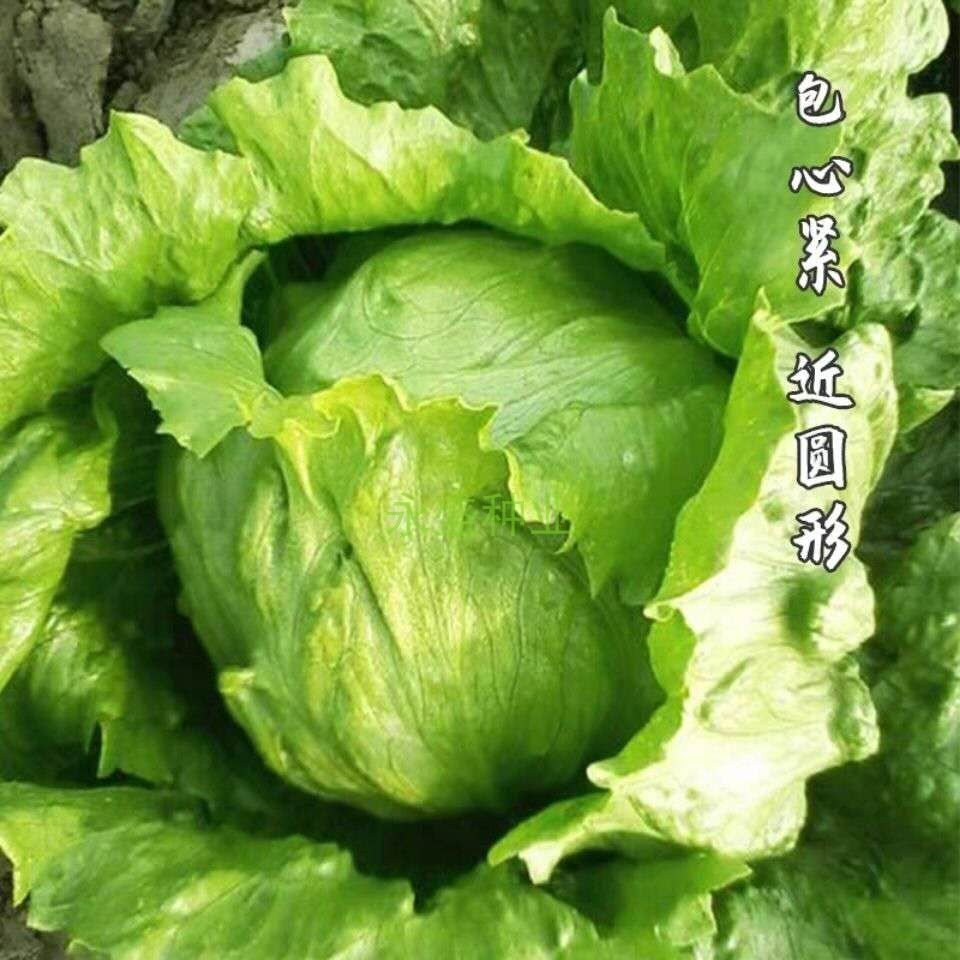 结球生菜种子球形生菜籽圆生菜甜脆汉堡生吃菜四季播农家生菜种子-图2