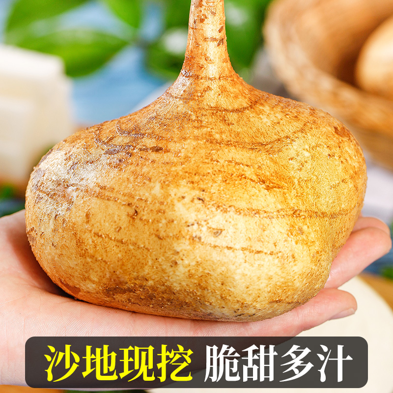 广西白心地瓜新鲜现挖当季蔬菜农家9斤凉薯豆薯番薯沙葛山芋包邮