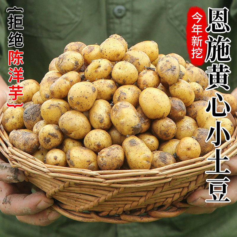 正宗恩施小土豆现挖高山新鲜黄心士豆包邮蔬菜9斤迷你马铃薯洋芋