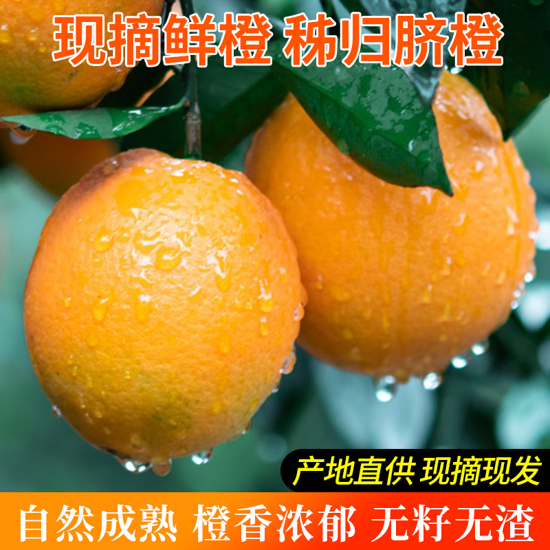 秭归脐橙新鲜时令水果礼盒彩箱橙子9斤现摘赣褚爱南媛手剥果冻甜