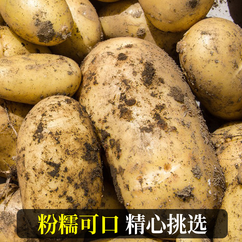 恩施大土豆10斤新鲜包邮黄心批发高山蔬菜富硒士豆马铃薯湖北洋芋