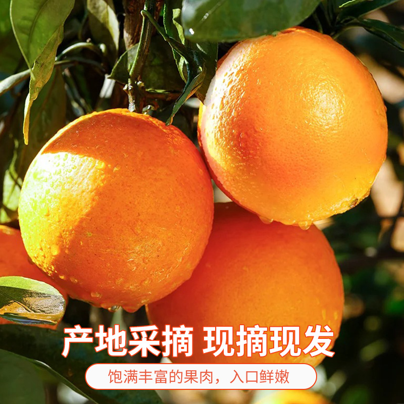 湖北秭归伦晚春橙脐橙新鲜应季时令水果冰糖手剥果冻甜橙子整箱