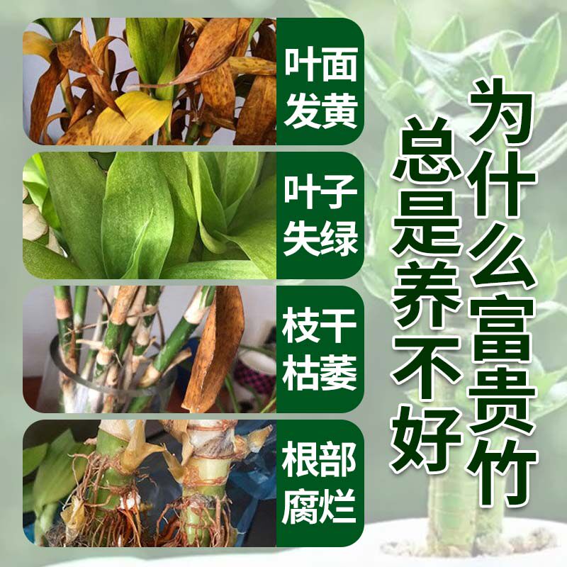 水培富贵竹专用营养液土培植物带根肥生根叶子发黄肥料黄叶生长液