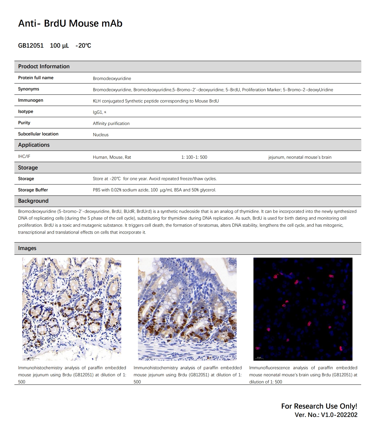 Servicebio抗-BrdU小鼠单克隆抗体,Anti -BrdU Mouse mAb,GB12051 - 图2