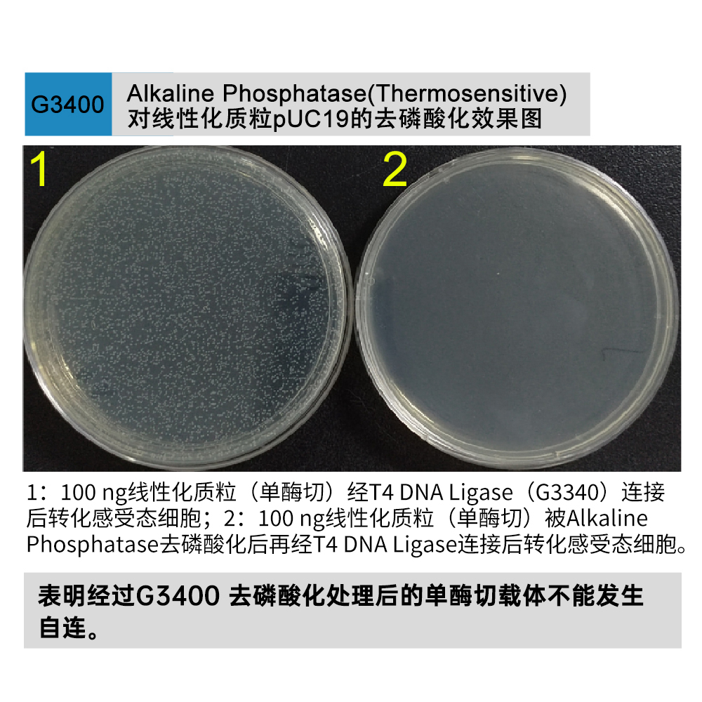 Servicebio碱性磷酸酶(热敏感)AlkalinePhosphatase ,G3400-1000U - 图0