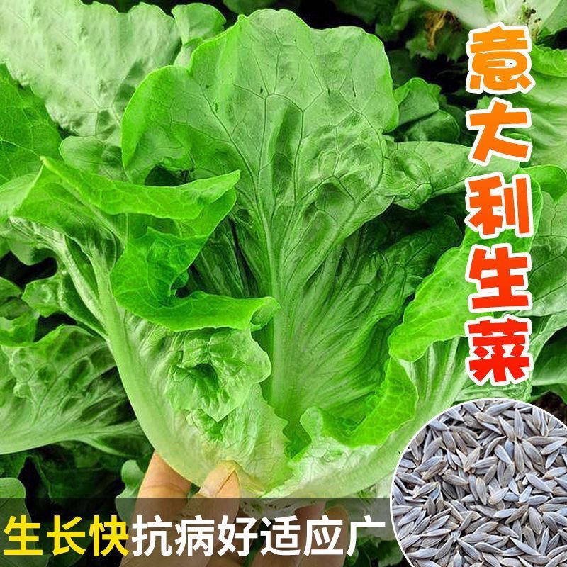 意大利生菜种子籽抗热耐抽苔全年生菜四季种植家庭阳台菜园易种植 - 图0