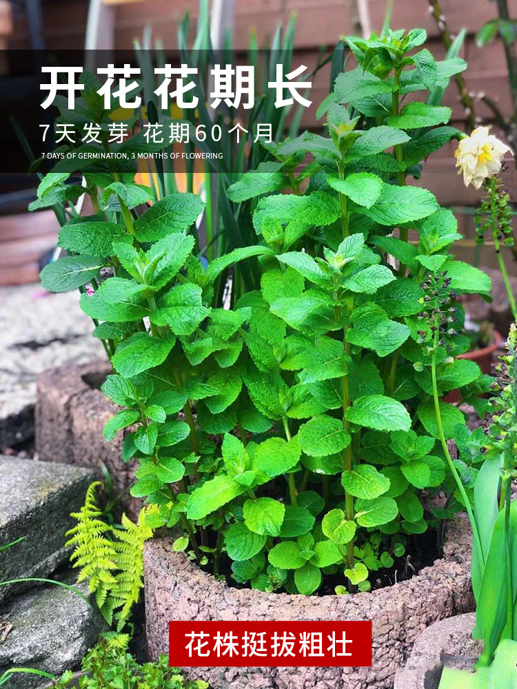 可食用薄荷种籽子室内室外盆栽留兰香柠檬猫薄荷四季播种苗花种子 - 图3