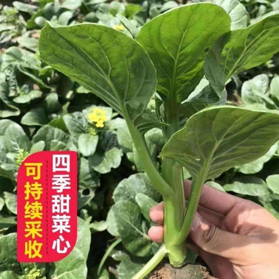 四季甜菜心种子抗热耐湿25天青菜春秋四季播农家四九菜心快菜种籽 - 图0