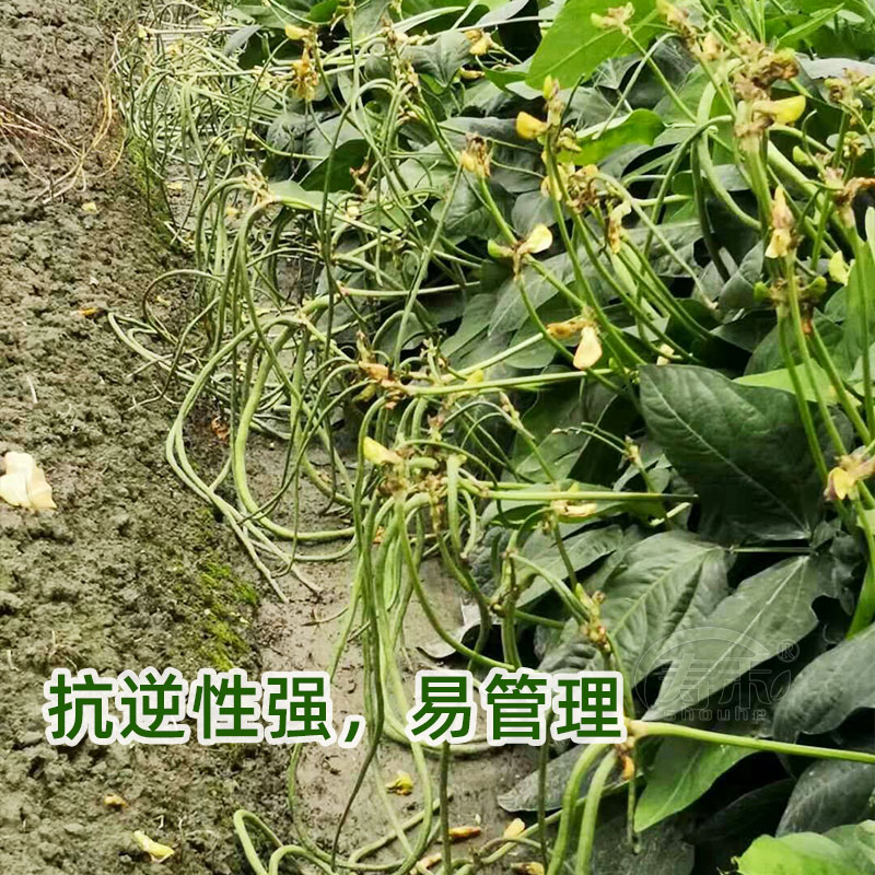 无架豆种子无茎豆种子无需搭架的豇豆豆角良种家庭庭院好吃易种 - 图2