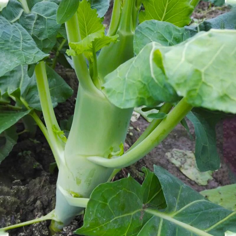 甜脆鸡腿芥兰种子粗条籽芥兰广东四季菜籽大菜秋季蔬菜种籽孑菜种 - 图0