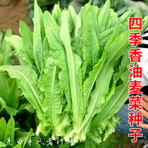 Four Seasons Oil Aromas of Sesame Seeds Shuang Sesame Seeds Spring Autumn Farmhouse Vegetable Garden Terrace Potted Vegetables Green Vegetable Seed