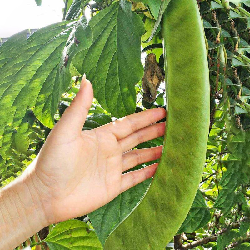 刀豆种子霸王大刀豆种籽巨型大豆角种籽四季爬藤蔬菜豆角种子-图1