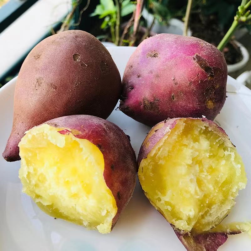 【圆果】正宗海南澄迈桥头富硒地瓜新鲜现挖板栗红薯黄心番薯粉糯