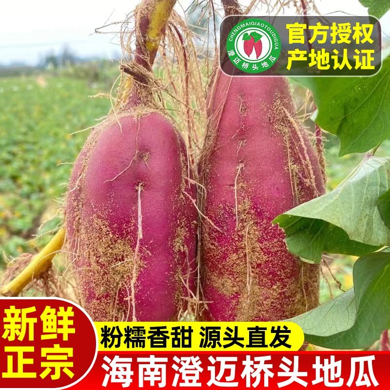 【2025年新果】海南澄迈桥头地瓜现挖新鲜红薯沙地板栗红薯正宗